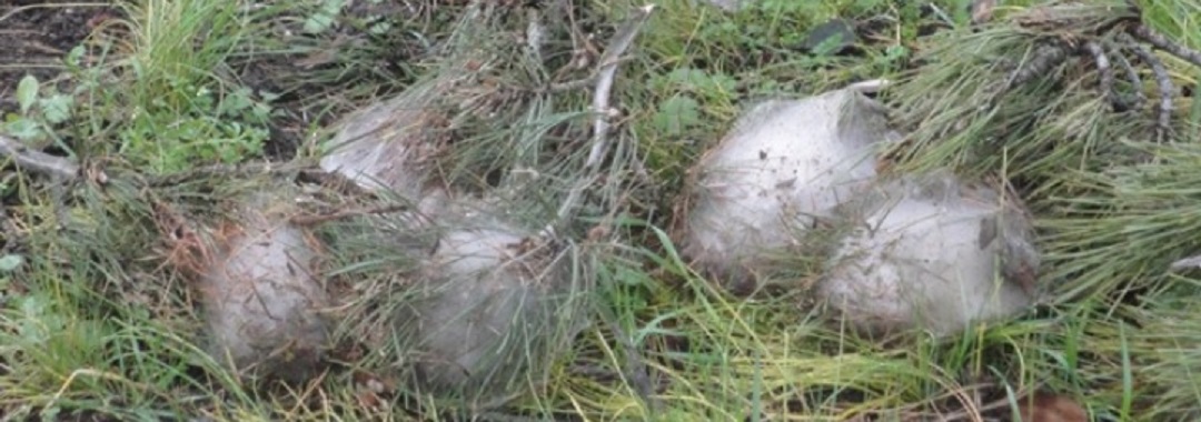 Enlevement de nids de chenilles